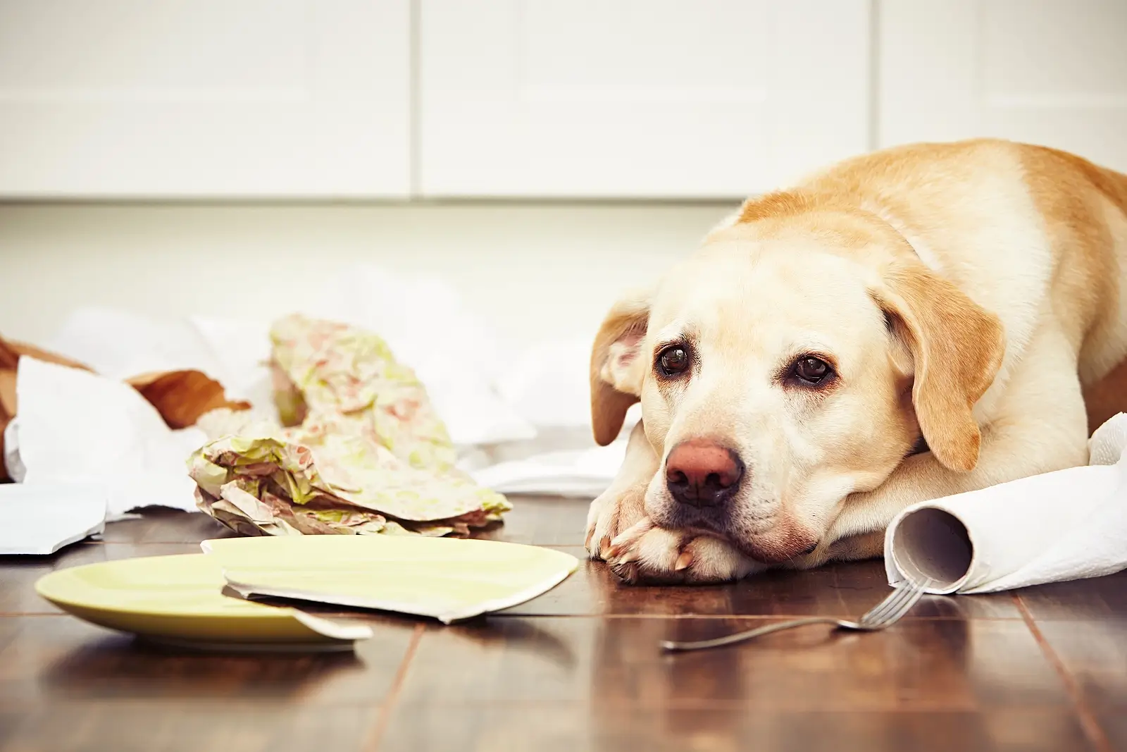 Worried About Property Damage in Your Salt Lake Rentals? How Pet Screening Reduces That Risk